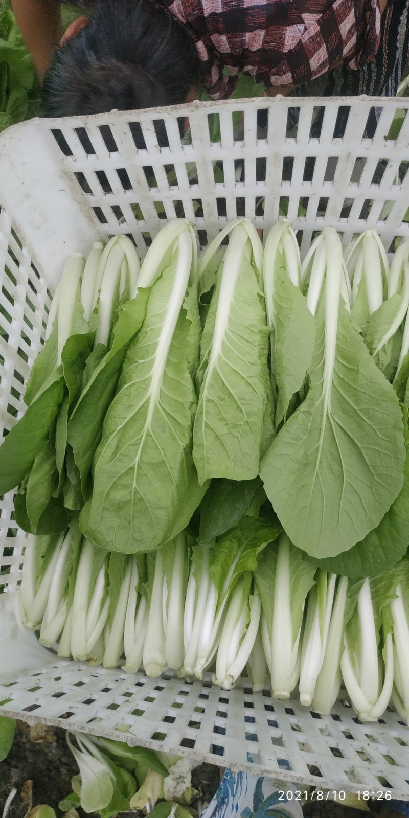 成都新繁镇精品大棚小白菜