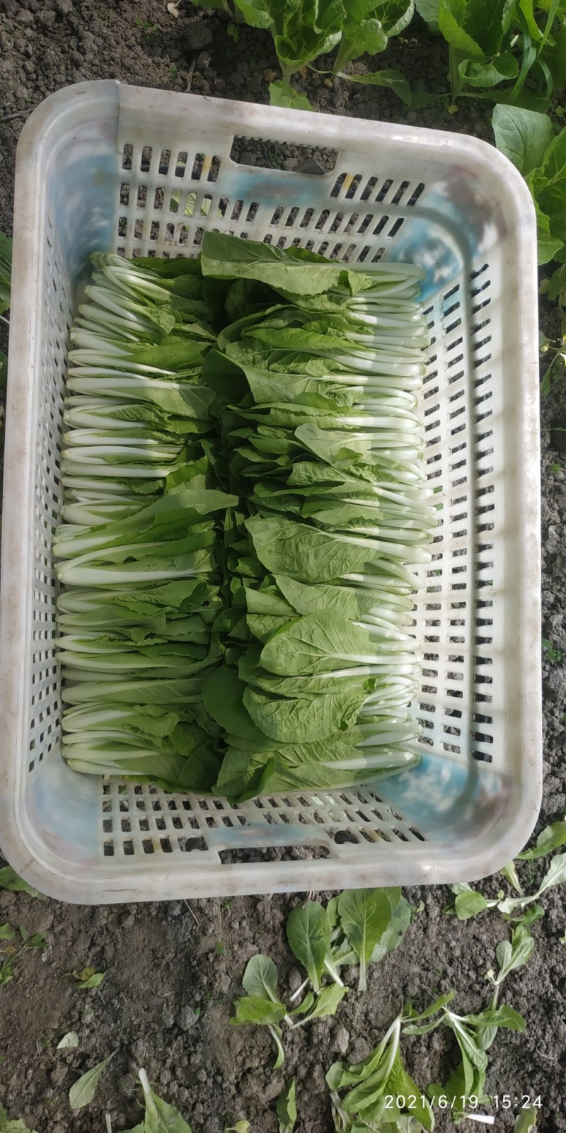 成都新繁镇精品大棚小白菜