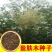 盐肤木种子蜜源树种子别名五倍子种子花木林木苗木种子