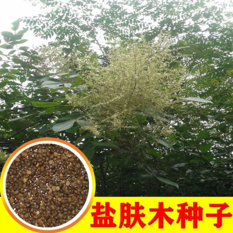 盐肤木种子蜜源树种子别名五倍子种子花木林木苗木种子
