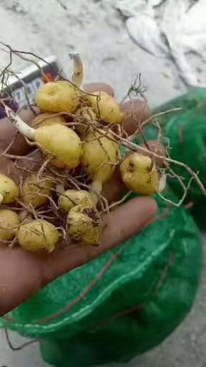 黄精