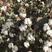 新疆棉花种子种籽大田种植农用四季高产子仔孑春季籽种棉花籽