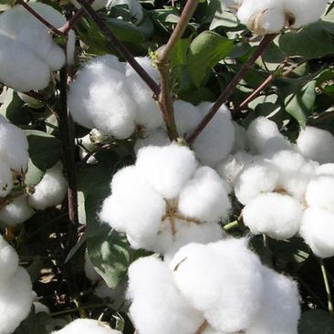 新疆棉花种子种籽大田种植农用四季高产子仔孑春季籽种棉花籽