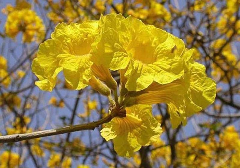 新采风铃木种子黄花风铃木种子红花风铃木绿化行道花卉树种