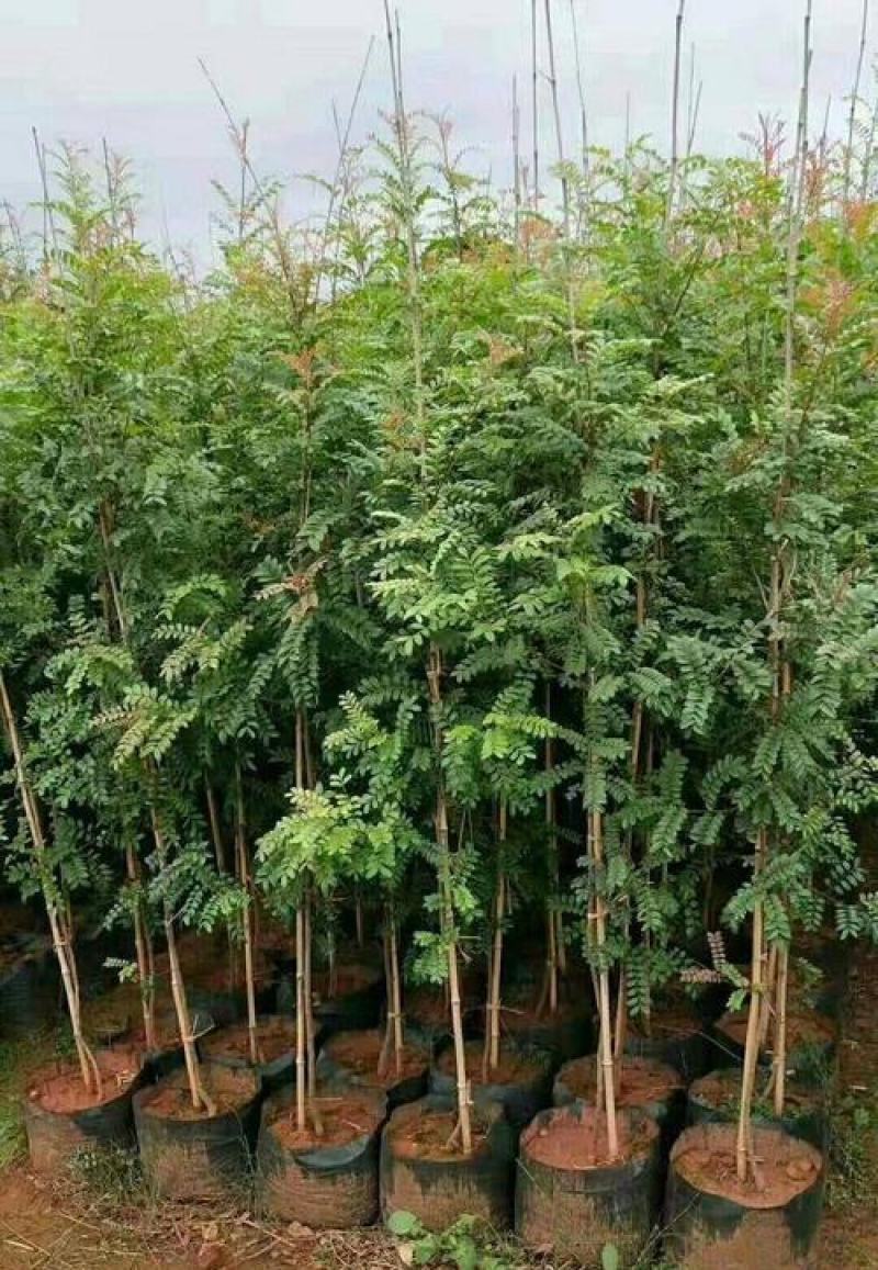 清香木种子现采现播青香木种籽冷库储存清香木树种子林木种子