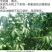 闽清橄榄