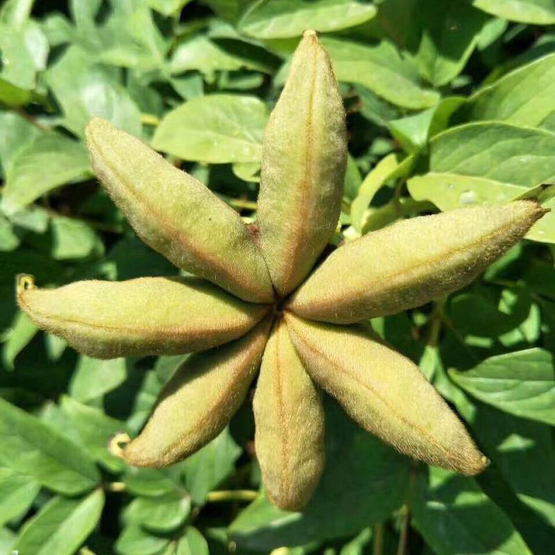 散装牡丹种子四季播盆栽包邮药用观赏牡丹花种子油用牡丹种子