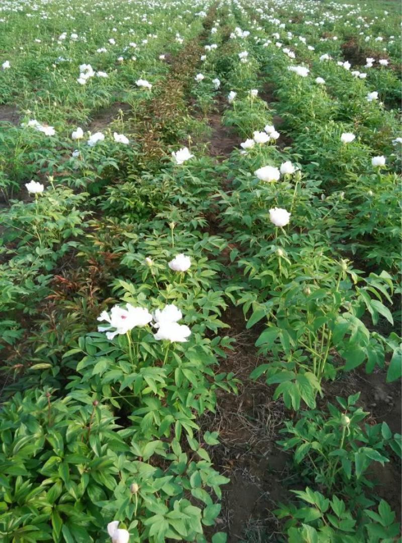 散装牡丹种子四季播盆栽包邮药用观赏牡丹花种子油用牡丹种子
