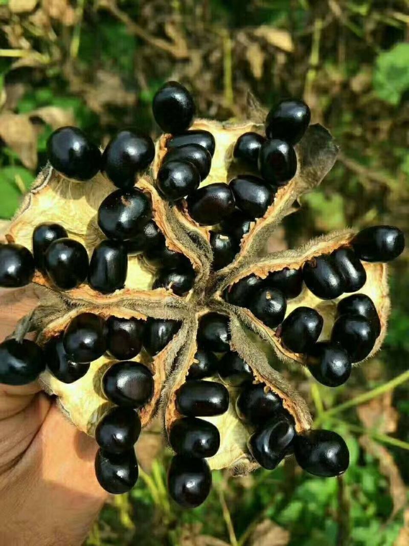 散装牡丹种子四季播盆栽包邮药用观赏牡丹花种子油用牡丹种子