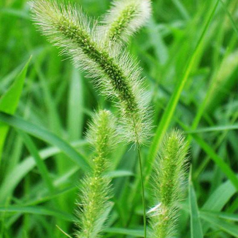 狗尾草种子旱地常见芮草沙漠牧草杂草观赏型护坡狗尾巴草种子