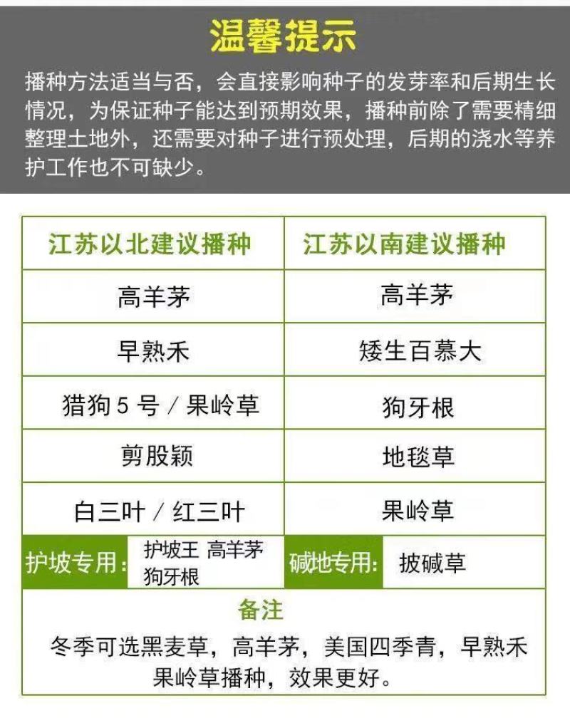 草坪种子四季青高羊茅狗牙根黑麦草早熟禾耐践踏庭院护坡绿化