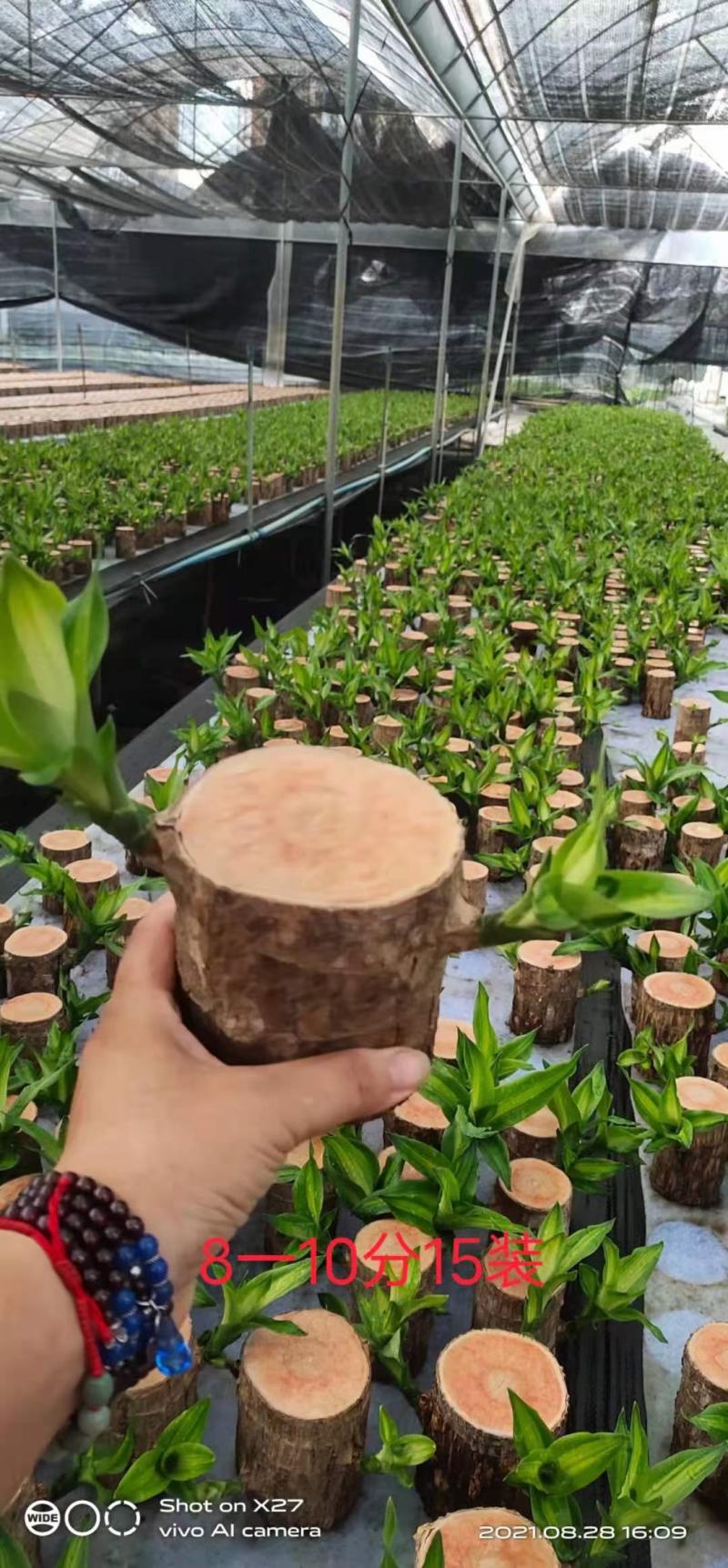 巴西木基地直销室内绿植精品盆栽