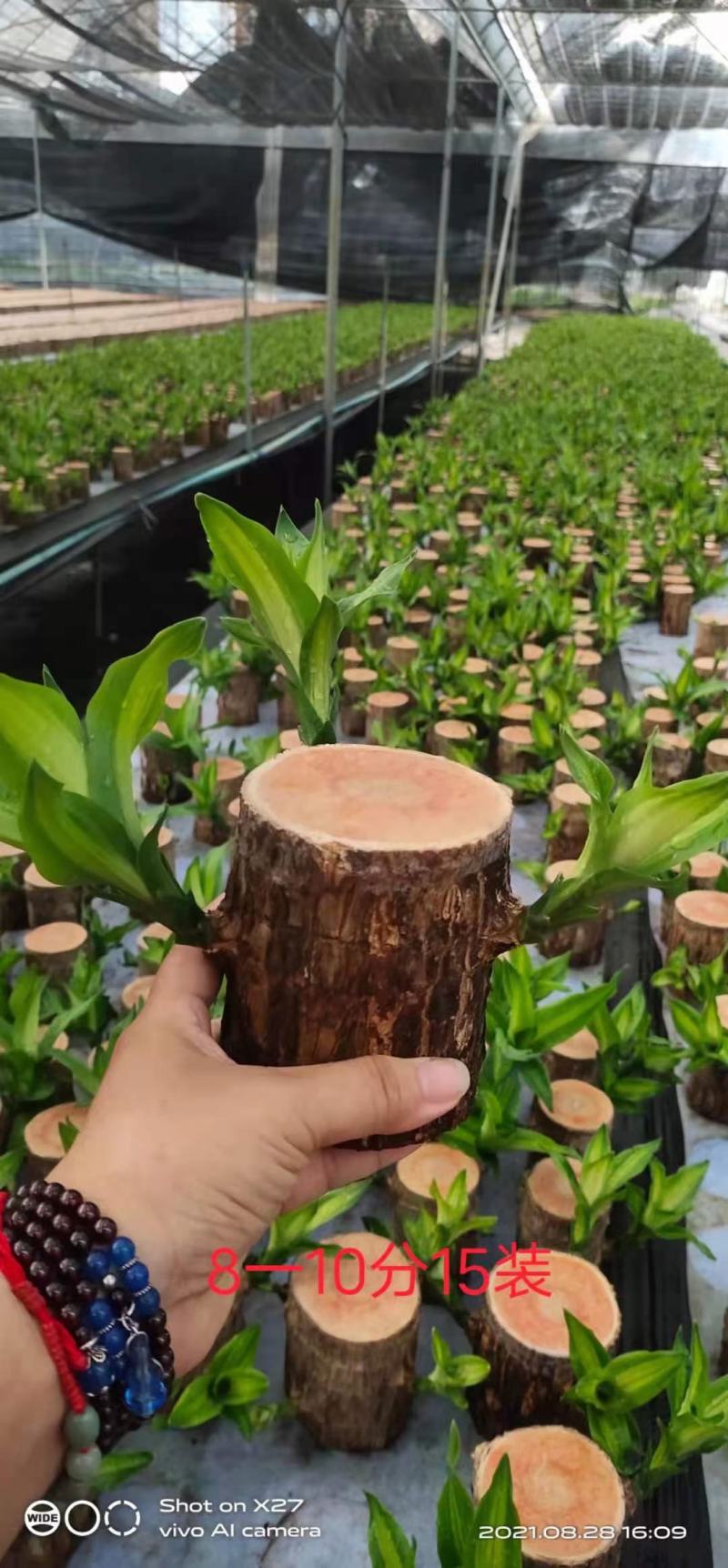 巴西木基地直销室内绿植精品盆栽