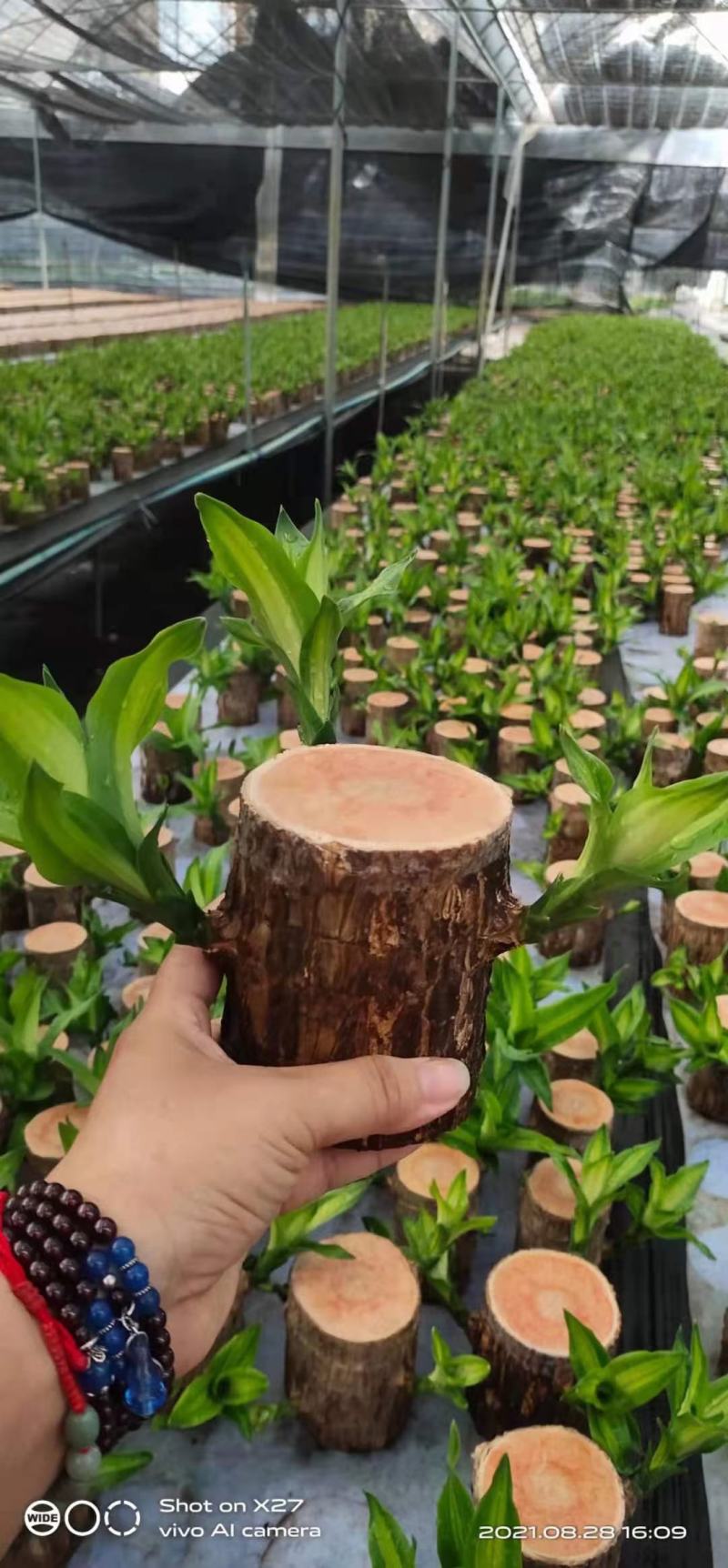 巴西木基地直销室内绿植精品盆栽