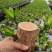 巴西木基地直销室内绿植精品盆栽