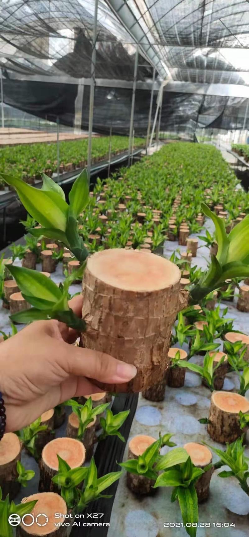 巴西木基地直销室内绿植精品盆栽