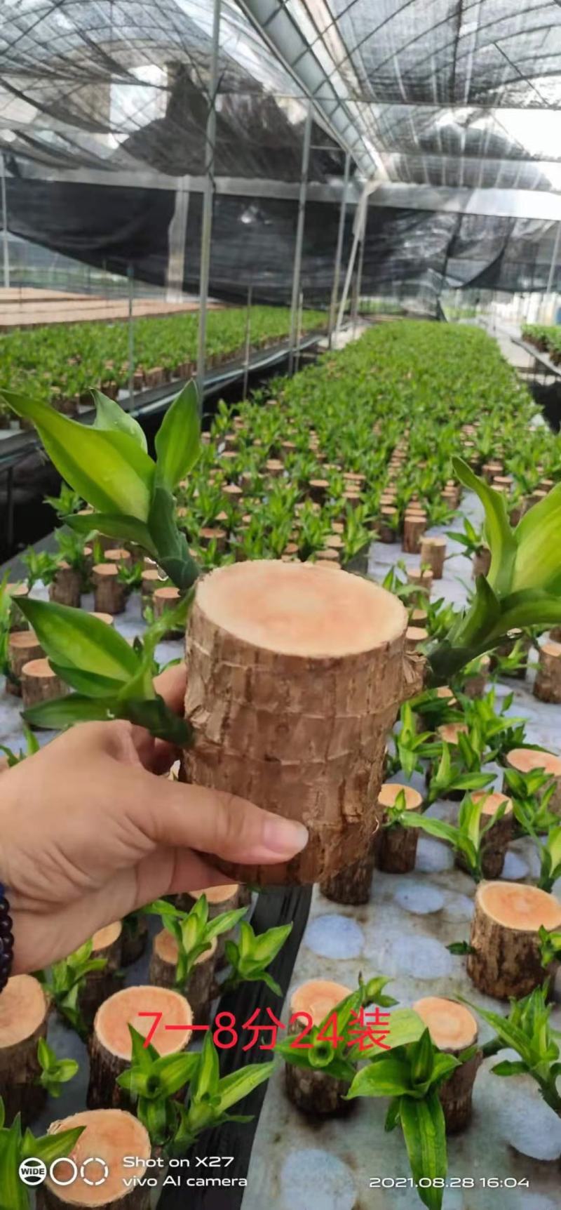 巴西木基地直销室内绿植精品盆栽