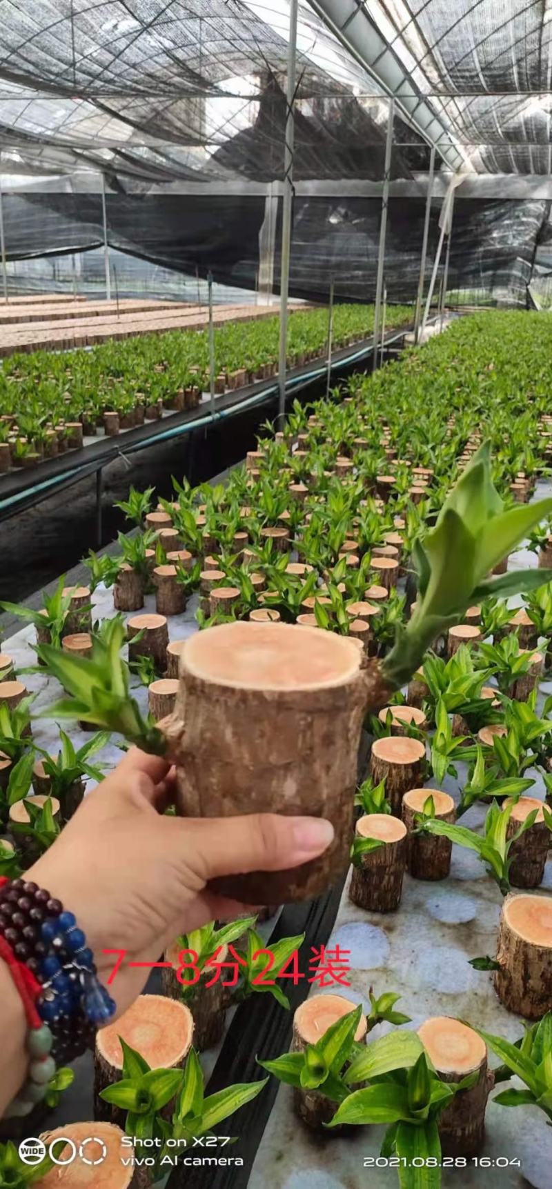 巴西木基地直销室内绿植精品盆栽