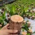 巴西木基地直销室内绿植精品盆栽