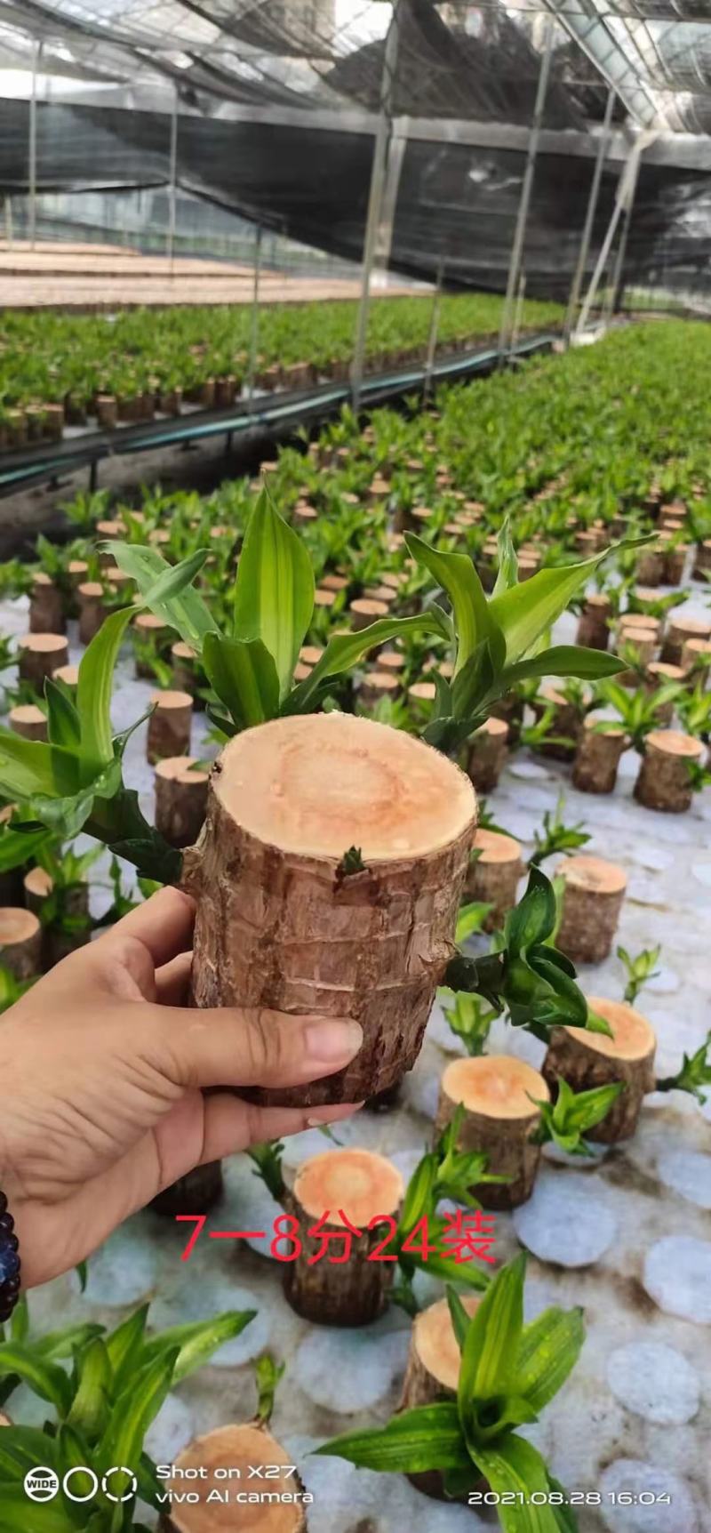 巴西木基地直销室内绿植精品盆栽