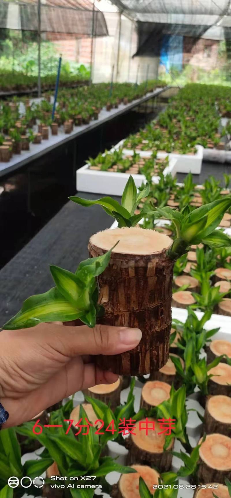 巴西木基地直销室内绿植精品盆栽