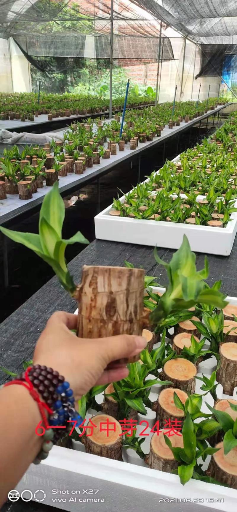 巴西木基地直销室内绿植精品盆栽