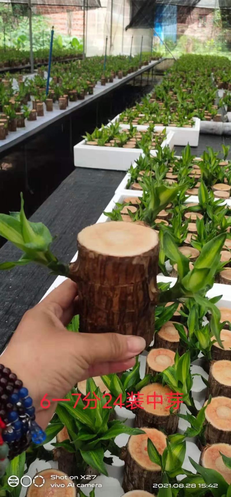 巴西木基地直销室内绿植精品盆栽