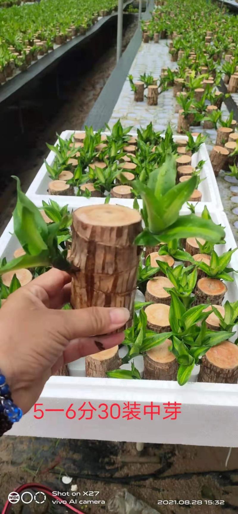 巴西木基地直销室内绿植精品盆栽
