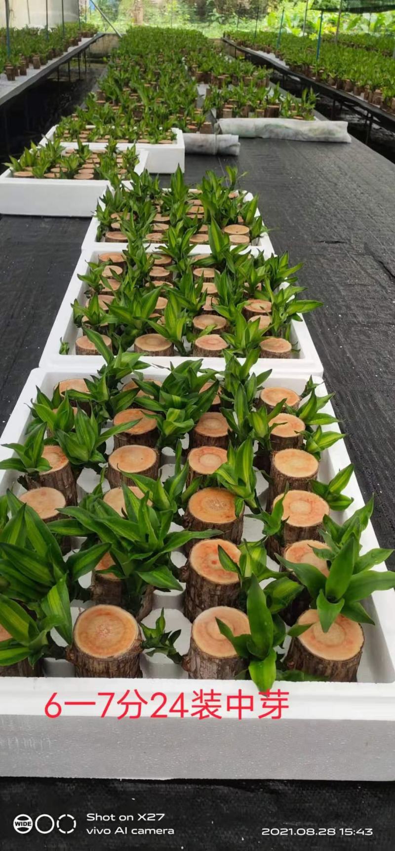 巴西木基地直销室内绿植精品盆栽