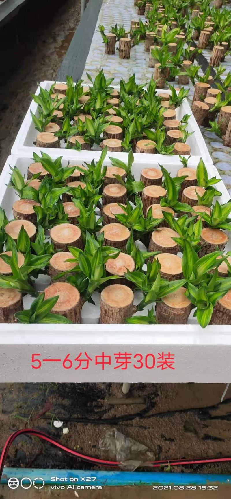 巴西木基地直销室内绿植精品盆栽