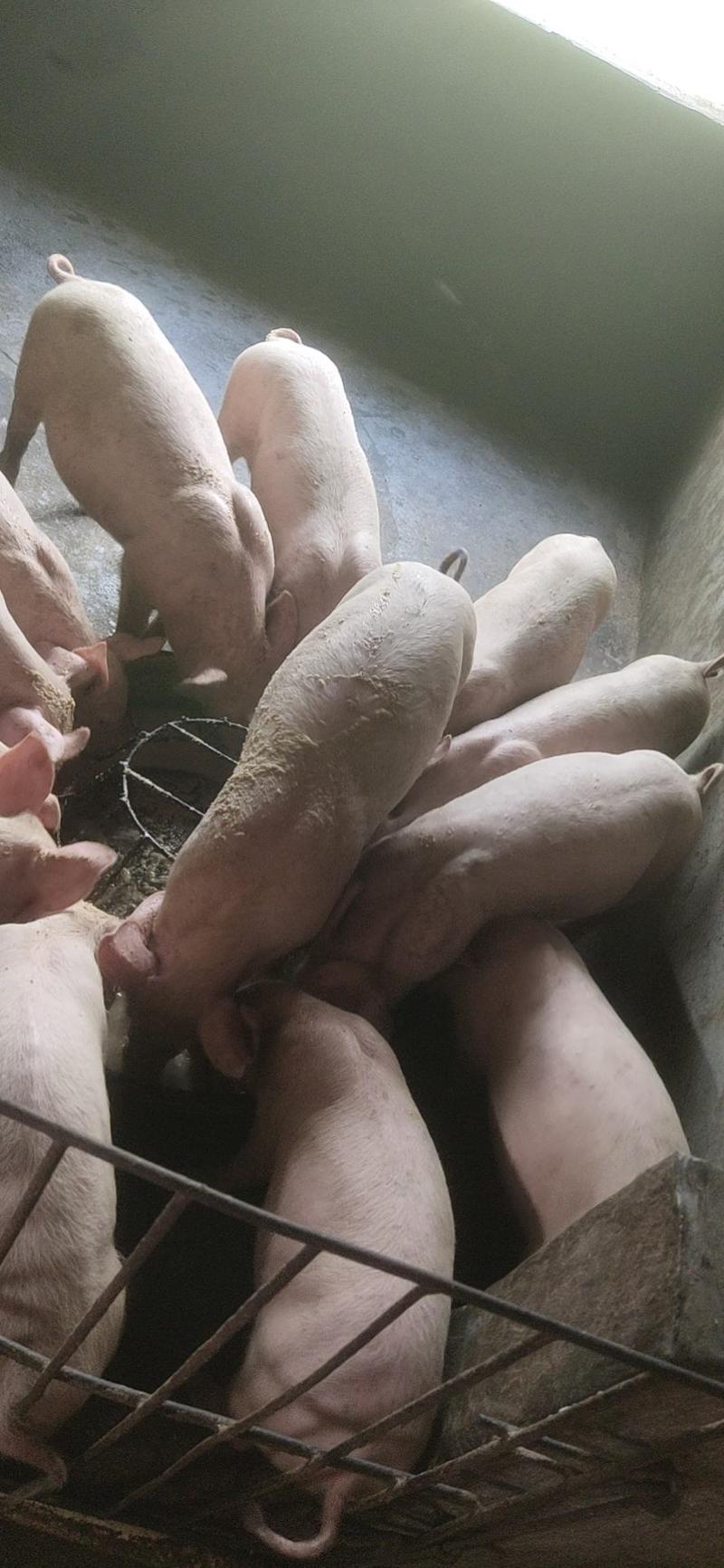 博白县生猪自营养殖场货源充足，长期合作