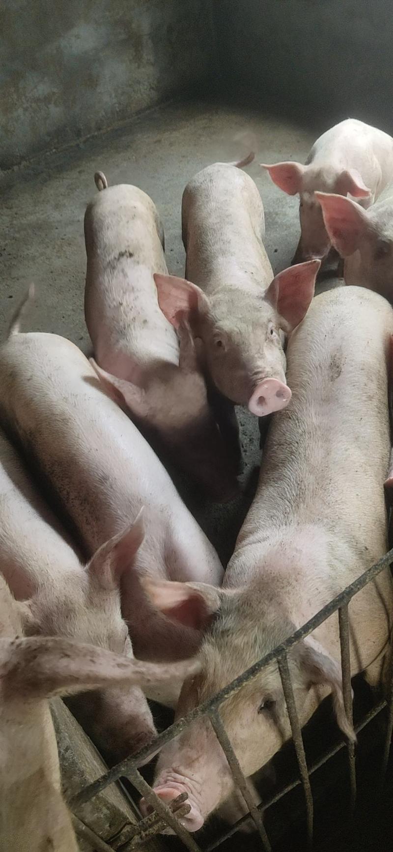 博白县生猪自营养殖场货源充足，长期合作