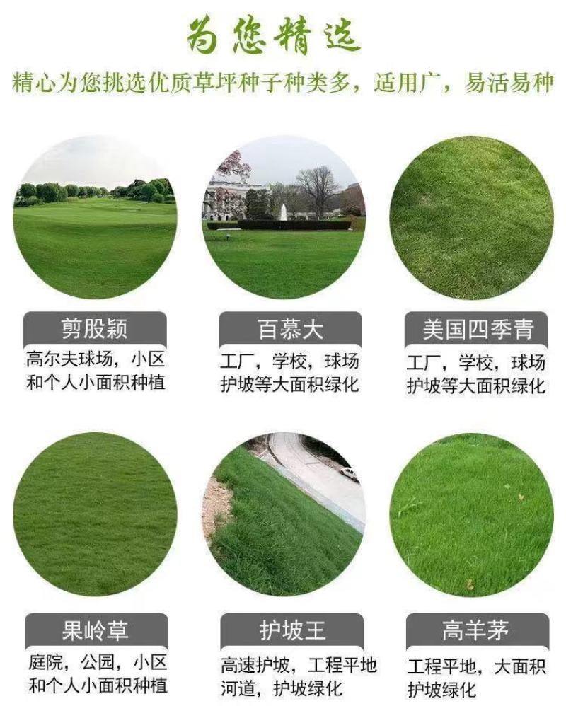 进口草坪种子黑麦草种子草籽耐磨耐践踏再生力强小区工程绿化