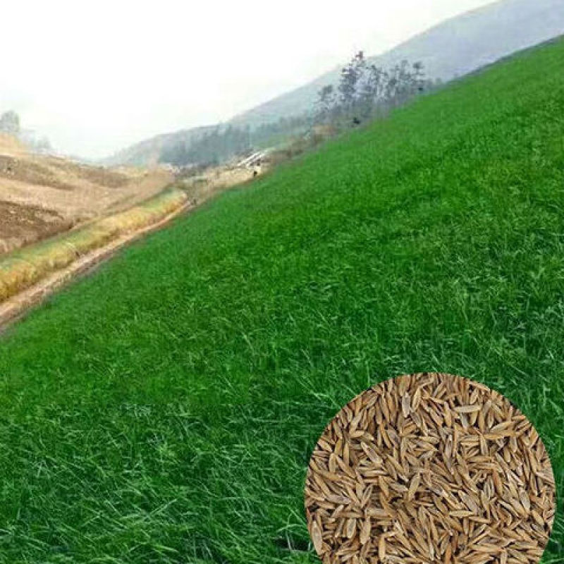 进口草坪种子黑麦草种子草籽耐磨耐践踏再生力强小区工程绿化