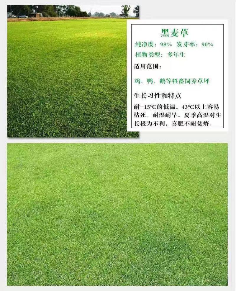 进口草坪种子黑麦草种子草籽耐磨耐践踏再生力强小区工程绿化