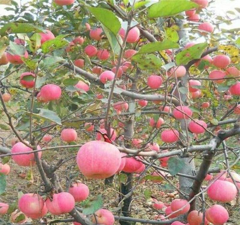 散装苹果种子苹果树种子四季播种果树种子红富士苹果种