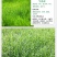 草地早熟禾种子草坪种子四季青草种庭院绿化草皮草籽低矮