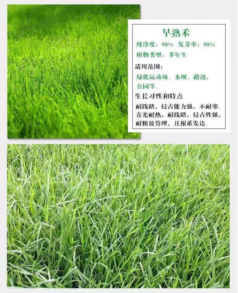 草地早熟禾种子草坪种子四季青草种庭院绿化草皮草籽低矮