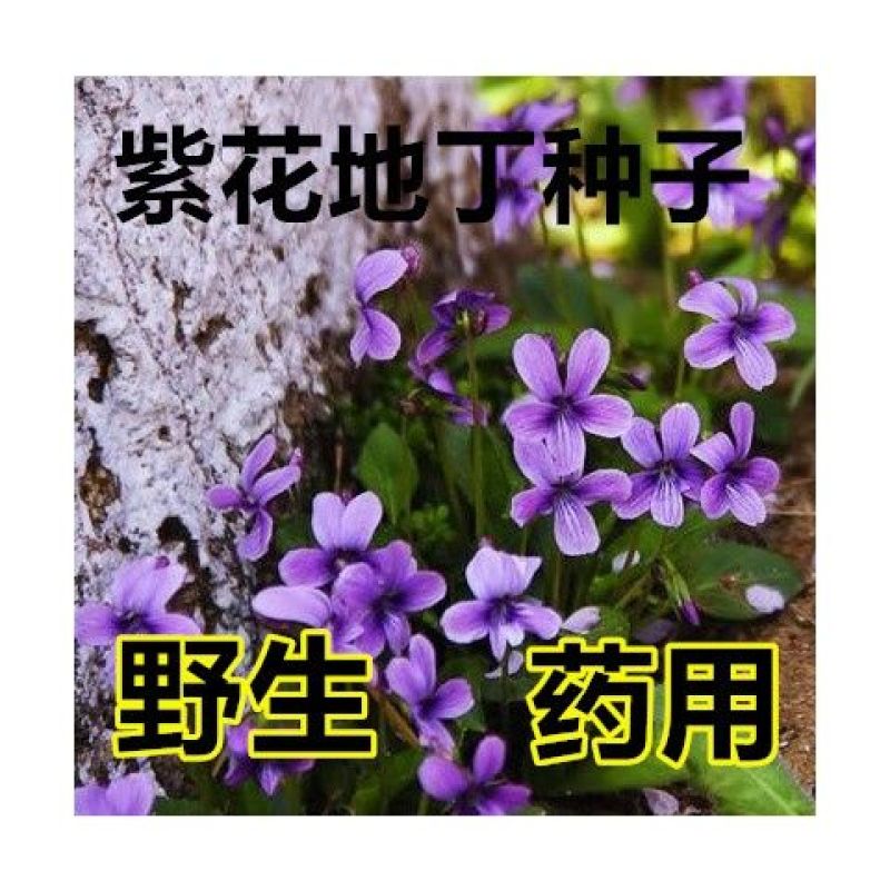 花草耐寒播地被耐阴花种四季户外花籽花地丁紫花矮生多年生种