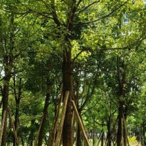 香樟，福建种植基地欢迎新老客户来实地考察，