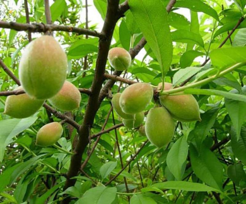 毛桃种子毛桃核种子桃树种子大桃种子山桃种子
