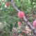 毛桃种子毛桃核种子桃树种子大桃种子山桃种子