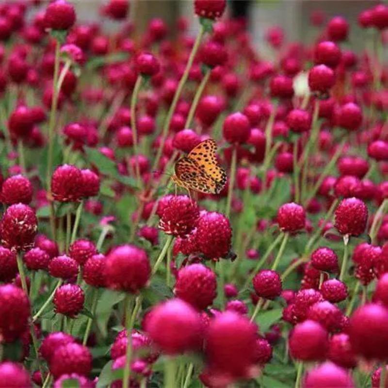 千日红种子千日紫观花种子百日红火球花景观绿化易活花籽庭