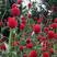 千日红种子千日紫观花种子百日红火球花景观绿化易活花籽庭