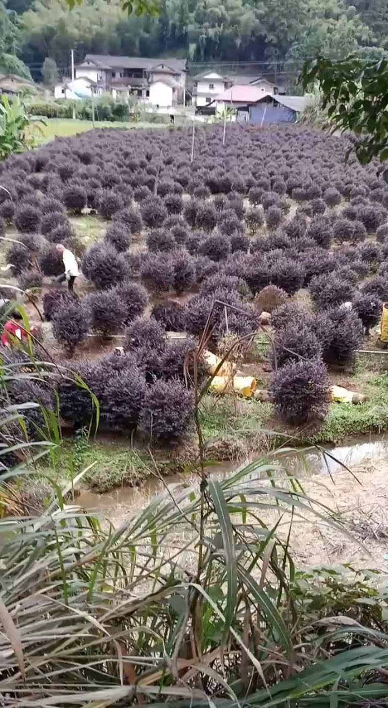 红花继木，福建红花继木种植基地欢迎新老客户来实地考察