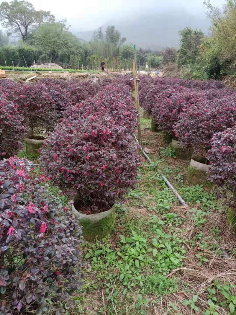 红花继木，福建红花继木种植基地欢迎新老客户来实地考察