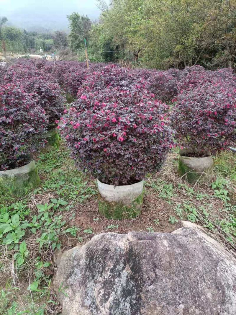 红花继木，福建红花继木种植基地欢迎新老客户来实地考察