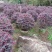 红花继木，福建红花继木种植基地欢迎新老客户来实地考察