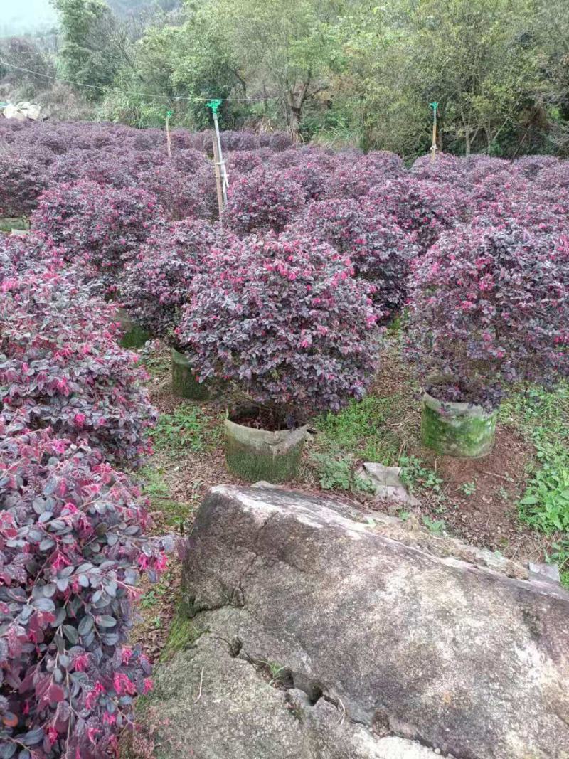 红花继木，福建红花继木种植基地欢迎新老客户来实地考察