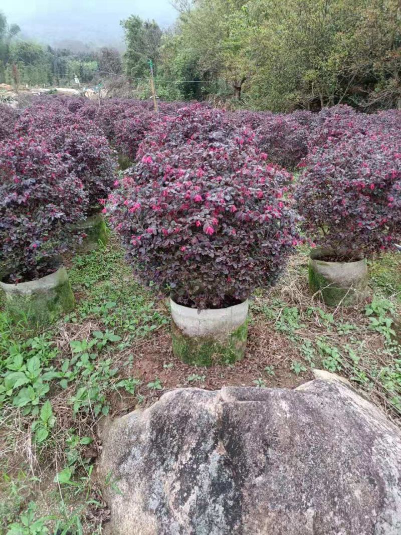 红花继木，福建红花继木种植基地欢迎新老客户来实地考察